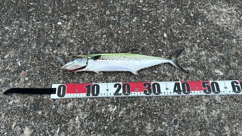 サゴシの釣果