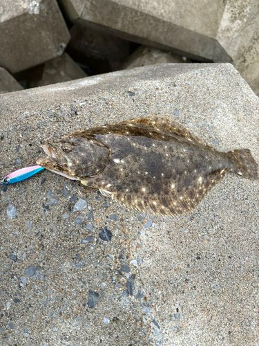 ソゲの釣果