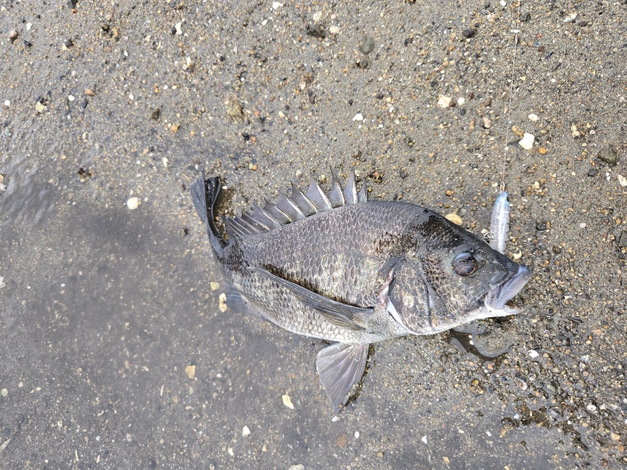 ダイワ 23シルバーウルフ 76MLB-S・W 楽天市場】(5)ダイワ 23 シルバーウルフ 76MLB-S・W (ベイト