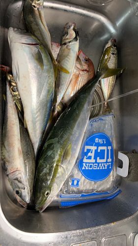 イナダの釣果