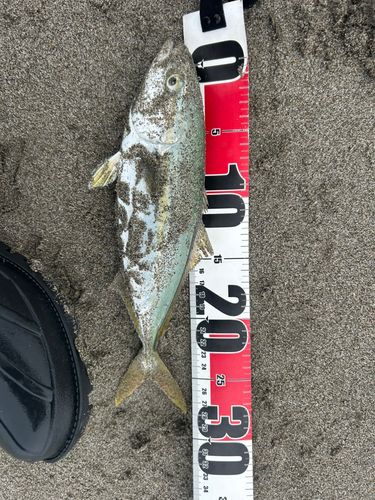 ワカシの釣果