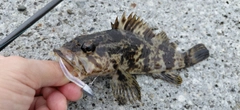 ベッコウゾイの釣果
