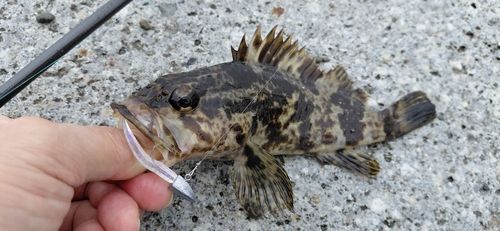 白谷海浜公園