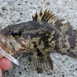 ベッコウゾイ
