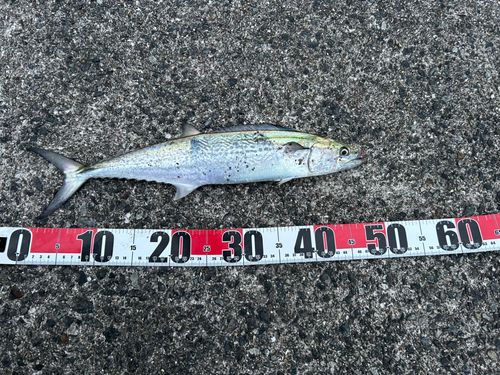 サゴシの釣果