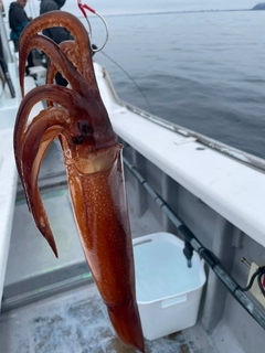 スルメイカの釣果