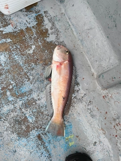 シロアマダイの釣果