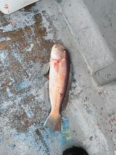 シロアマダイの釣果