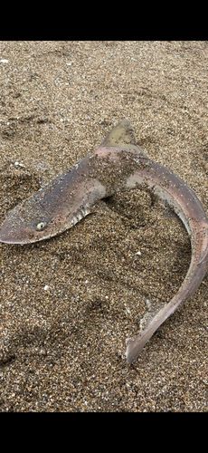ホシザメの釣果