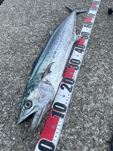 サワラの釣果