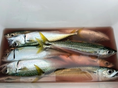 サバの釣果
