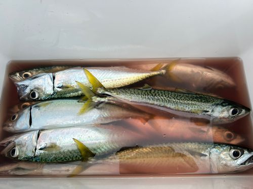 サバの釣果