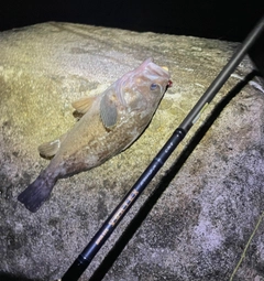 クロソイの釣果