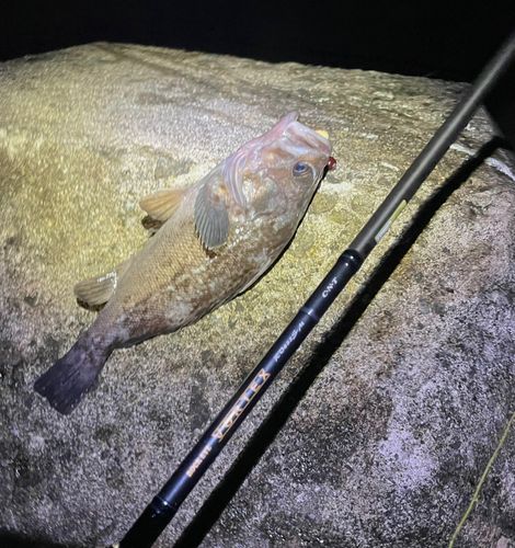 クロソイの釣果
