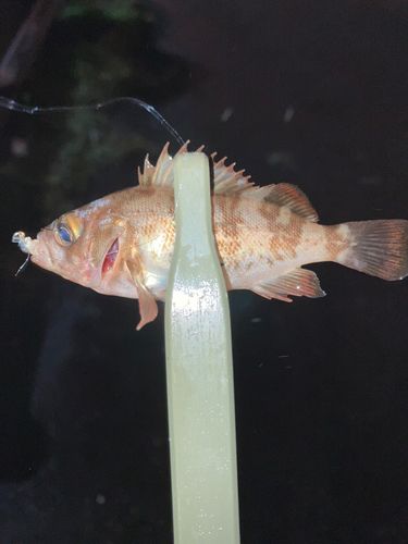 シロメバルの釣果