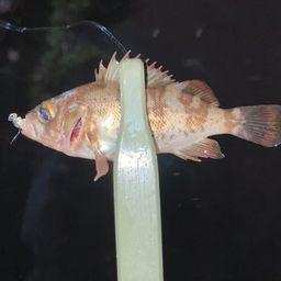 シロメバル