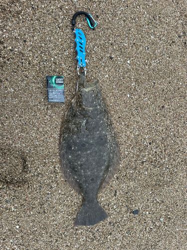 ヒラメの釣果