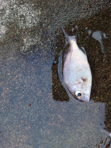 タイの釣果