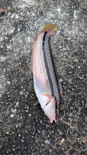 ベラの釣果