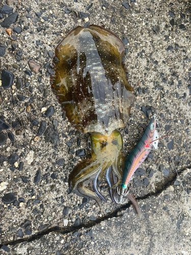 アオリイカの釣果