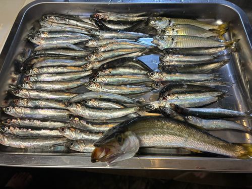 イワシの釣果