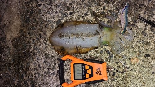 アオリイカの釣果