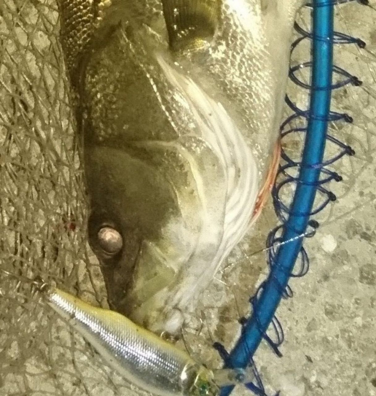 シーバス