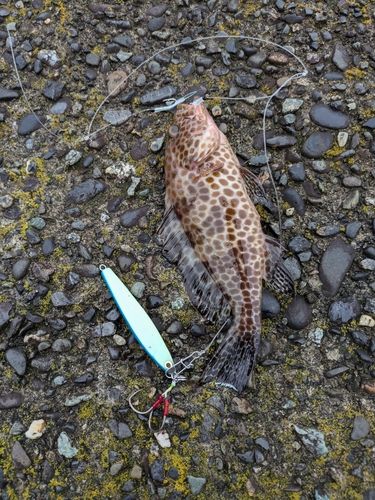 オオモンハタの釣果