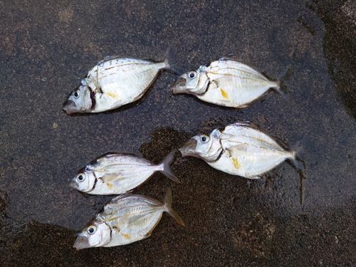 ヒイラギの釣果