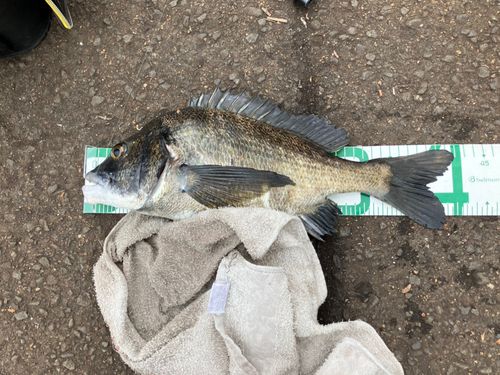 クロダイの釣果