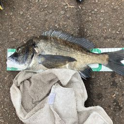 クロダイ