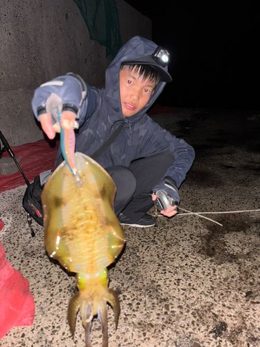アオリイカの釣果