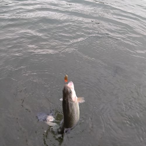ニジマスの釣果