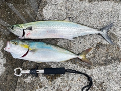 ツバスの釣果