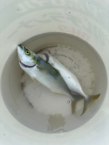 ワカシの釣果
