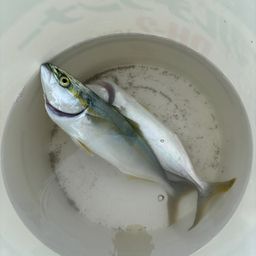 ワカシ