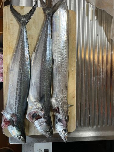 サゴシの釣果