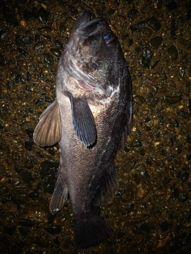 クロソイの釣果