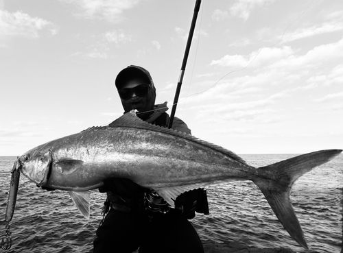 ヒラマサの釣果