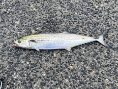 サゴシの釣果