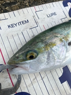 フクラギの釣果