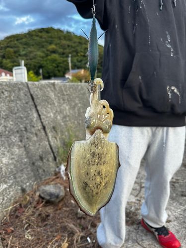コウイカの釣果