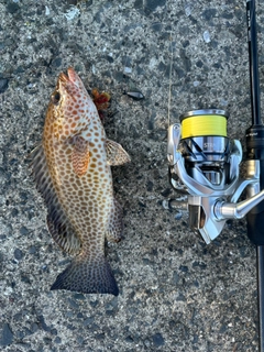 オオモンハタの釣果