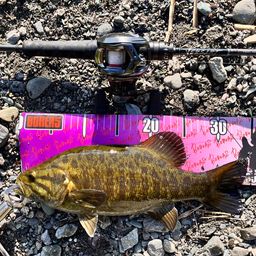 スモールマウスバス