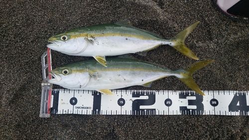 ワカシの釣果