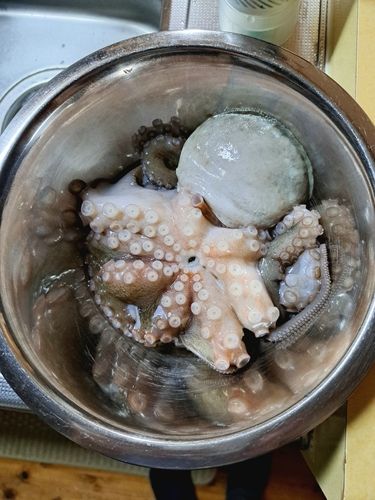マダコの釣果