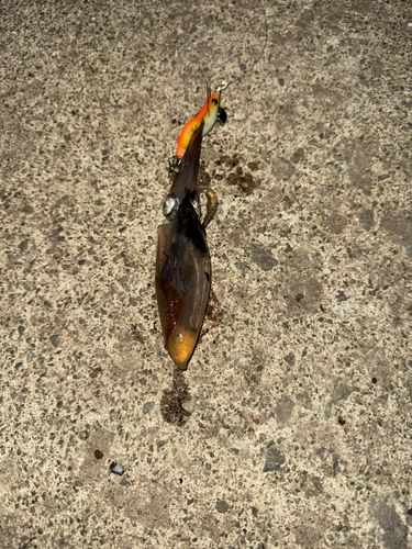 マメイカの釣果