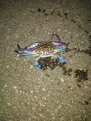 タイワンガザミの釣果