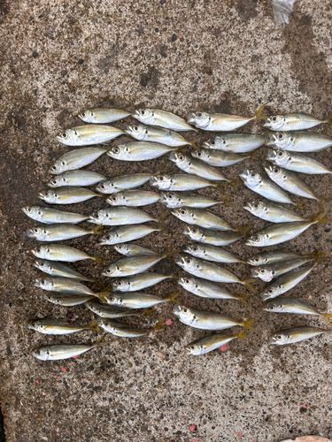 アジの釣果