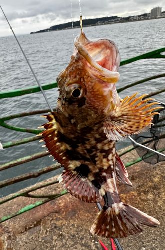 カサゴの釣果